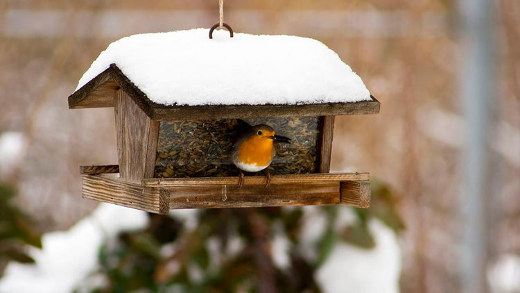 Los 10 mejores consejos para alimentar aves en invierno