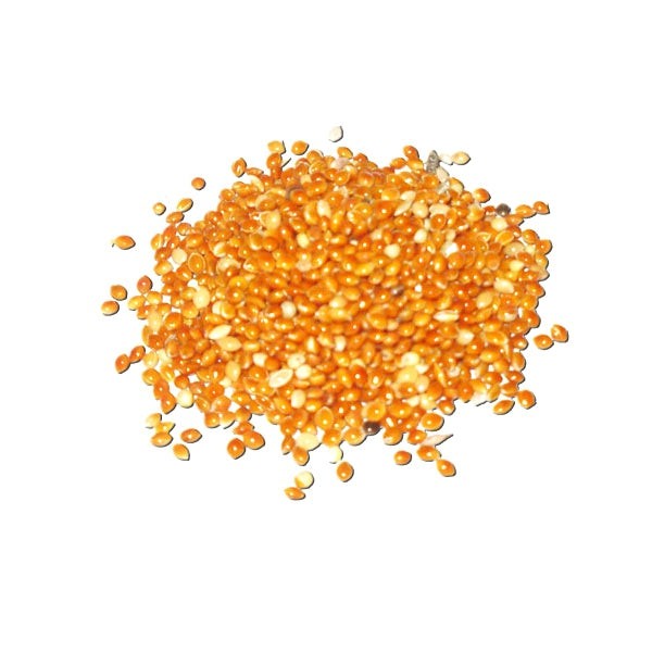 Semilla de Mijo Rojo para Pájaros 1 kg (Granel) – Alto en Proteínas y Energía – Ideal para Exóticos, Periquitos, Canarios y Cotorras – Perfecto para Cría y Muda