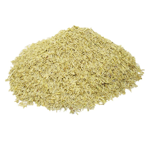 Semilla de Ray Grass (Festuca) para Pájaros 1 kg (Granel) – Semilla de Prado Digestiva y Ligera – Rica en Vitaminas y Minerales – Ideal para Jilgueros, Verderones, Pardillos y Aves Silvestres