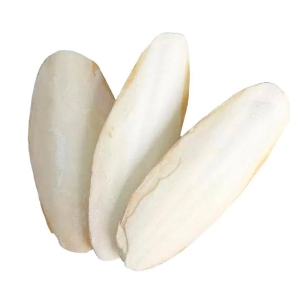 Hueso de Sepia Natural para Pájaros | 1 Unidad o Bolsa de 2 kg