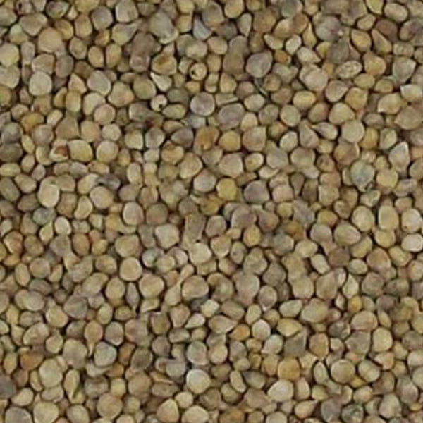 Semilla de Espinaca para Pájaros 1 Kg (Granel) – Vitaminas y Minerales Naturales para Canarios, Jilgueros y Silvestres – Mejora Plumaje, Digestión y Vitalidad