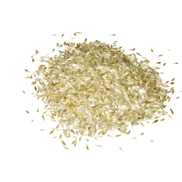 Semilla de Lechuga Blanca para Pájaros 1 Kg (Granel) – Semilla Refrescante y Vitaminada para Canarios, Jilgueros y Silvestres – Mejora Plumaje y Digestión