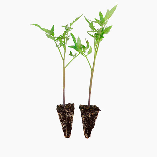 Planta Tres Cantos Tomateiro