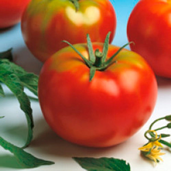 Plantar Tomate Bodar